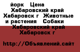 йорк › Цена ­ 20 000 - Хабаровский край, Хабаровск г. Животные и растения » Собаки   . Хабаровский край,Хабаровск г.